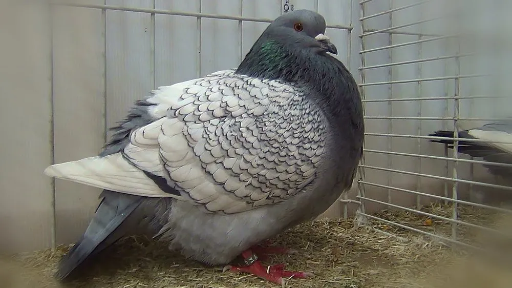 Польська Рись