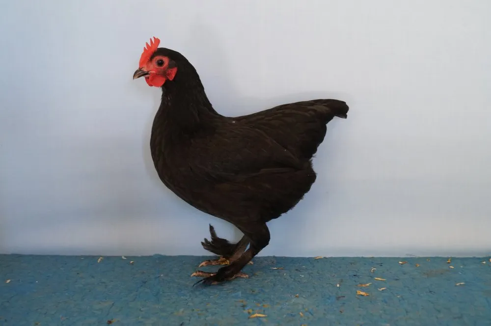 Австралійський Лангшан