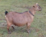 Фото Кіндер