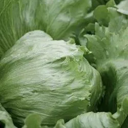 Платинас РЦ / Platinas RZ