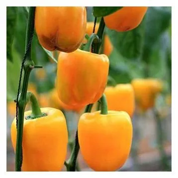 Раїса F1 / Raisa F1