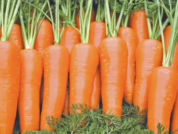 Сорти моркви Шантане Ройал