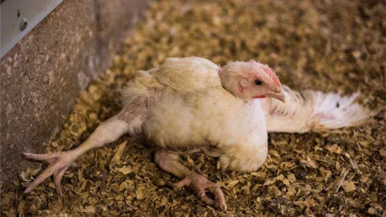 Кокцидіоз курей