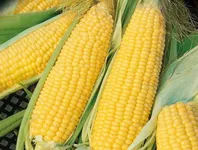 Фото Ароматна