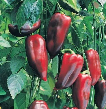 Буратіно  F1