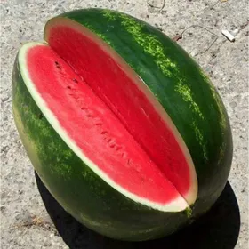 Сорти кавунів Васко F1 / Vasko F1