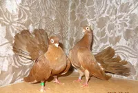 Фото Кишинівський тупатий