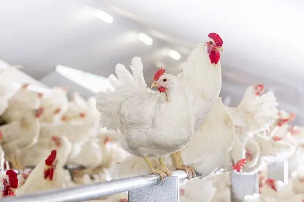 ІСА Вайт (ISA White)