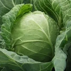 Респект F1 / Rispekt F1