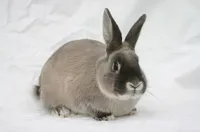 Фото Димчатий Перлинний