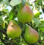 Фото Зимова Млієвська