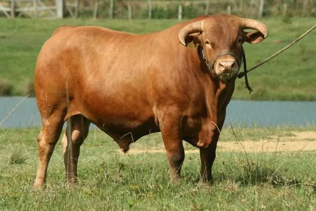 Караку (Caracu)