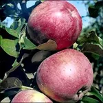 Фото Млиевчанка осіння