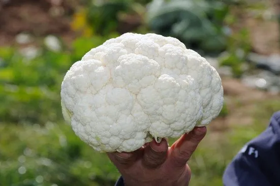 Клептан F1 / Клаптон F1 / Clapton F1