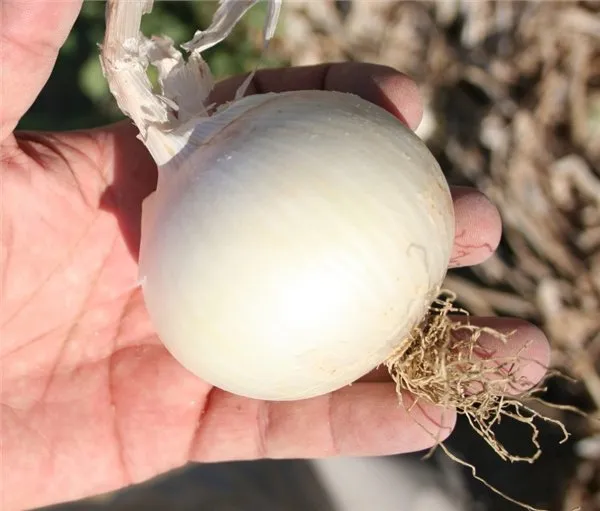 Вайт Рок F1 (White Rock F1)