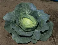 Фото Супрім Вантаж F1 / Supreme Vantage F1