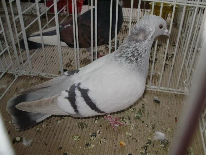 Арадський Бійний