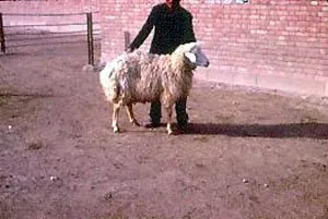 Могані (Moghani)