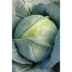 Фото Соня F1