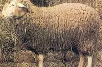 Фото Фабрініз (Fabrianese)