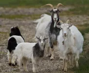 Фото Ісландська