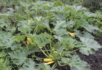 Фото Атена Полька F1 / Atena Polska F1