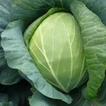 Фото Діскавер F1