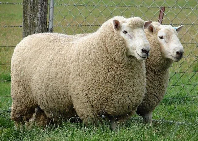 Парендале (Perendale)