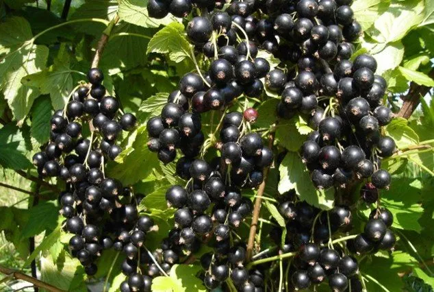 Дар Смільянинової