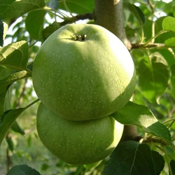 Симиренковець