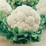 Фото Рання Грибовська 1355