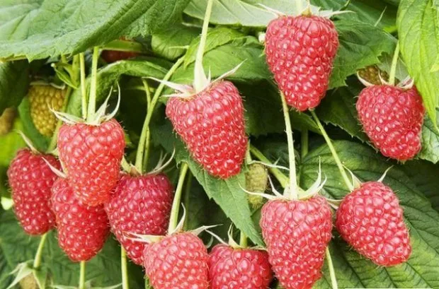 Новина Кузьміна