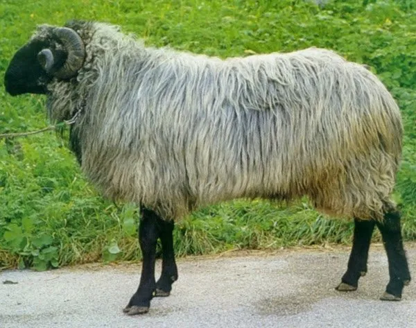 Стайншафська (Steinschaf)