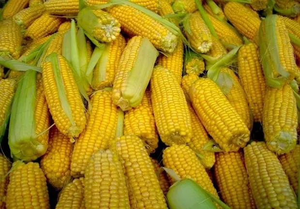 Арабіка / Arabica