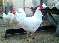 Фото Геркулес