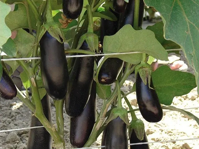 Дестан F1 / Destan F1