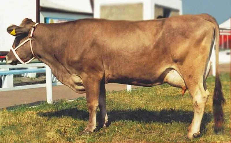 Українська бура