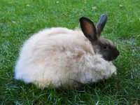 Фото Ангорський Французький