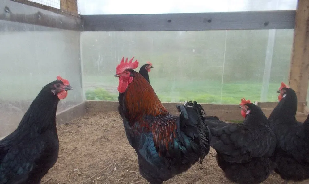 Московська Чорна