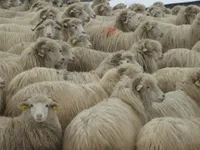 Фото Цуркана (Tsurcana)