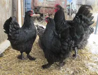 Фото Лангшан