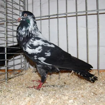 Вальдвіертельський дутий