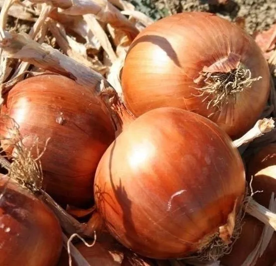 Хілтон F1 / Hilton F1