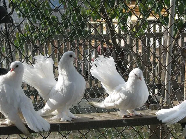 Луганський