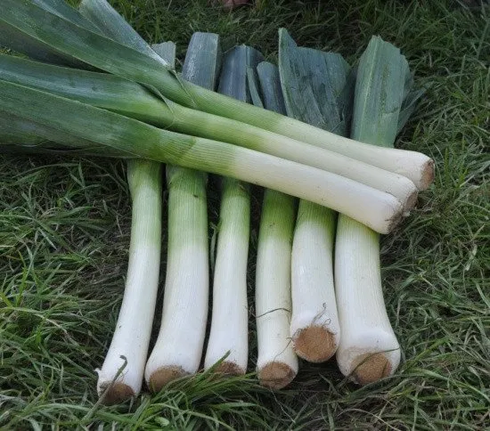 Порбелла / Porbella