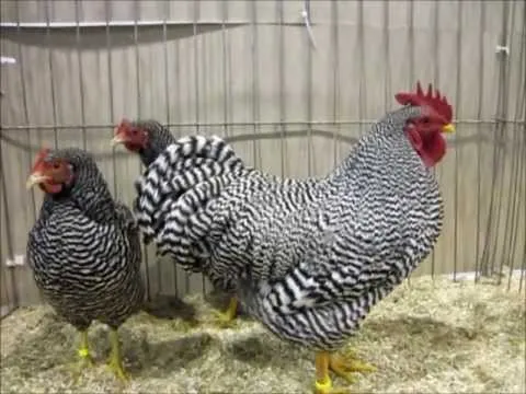 Амрокс Карликовий