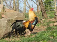 Фото Кубалая (Cubalaya)