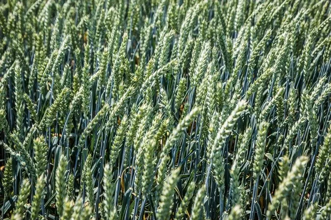 Краснодарська 99