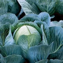 Калорама РЦ F1 / Kalorama RZ F1