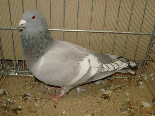 Ліванський